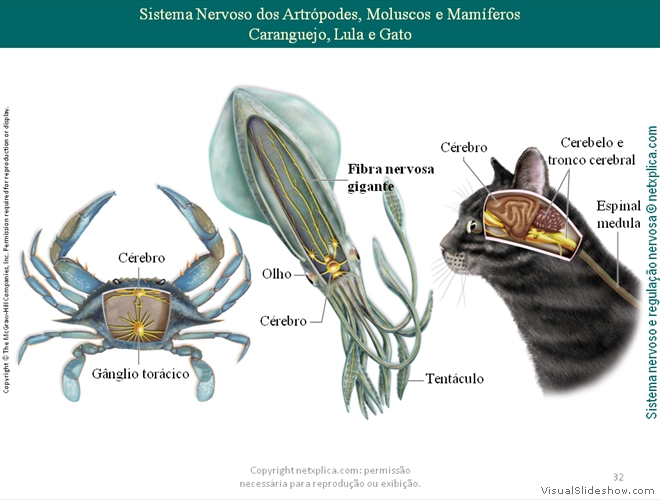 Diapositivo32