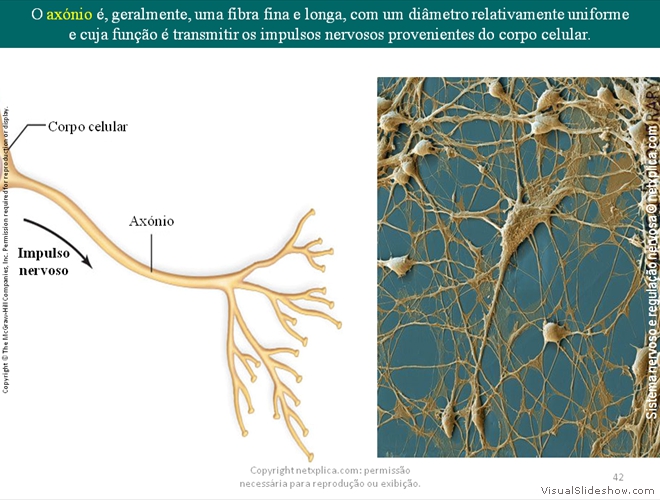 Diapositivo42