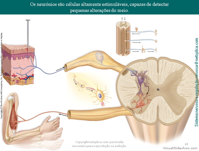 Diapositivo43