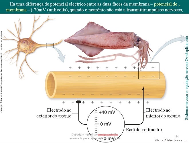 Diapositivo44