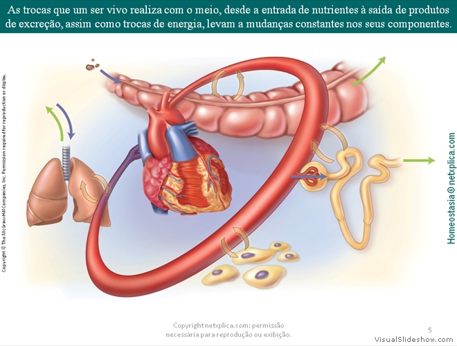 Diapositivo5