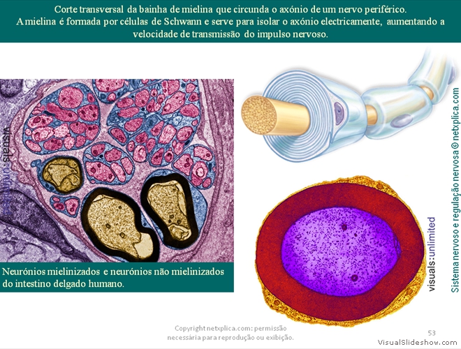 Diapositivo53