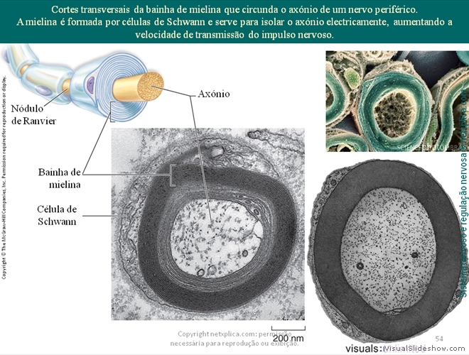 Diapositivo54