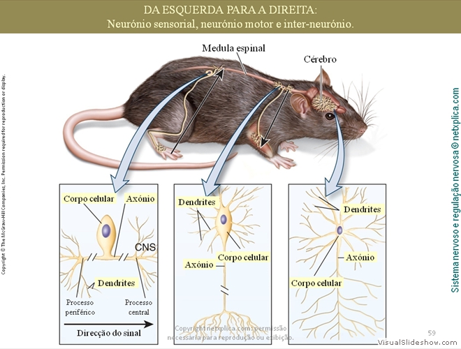 Diapositivo59