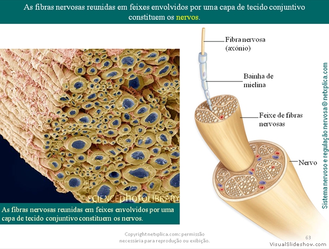 Diapositivo63