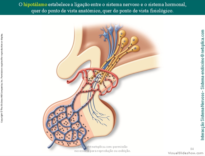 Diapositivo84