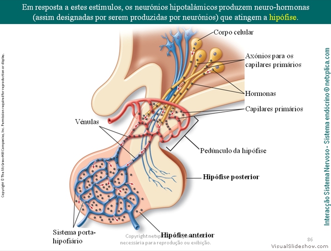 Diapositivo86