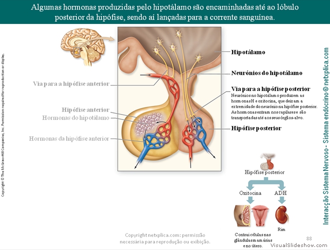 Diapositivo88