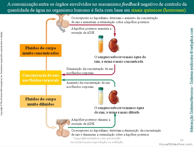 Diapositivo99