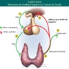 Diapositivo95