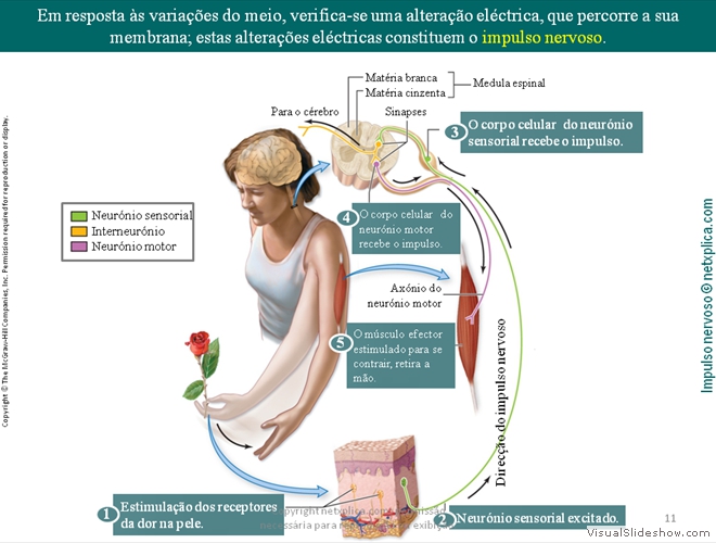 Diapositivo11