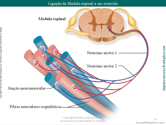 Diapositivo16