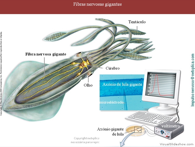 Diapositivo17