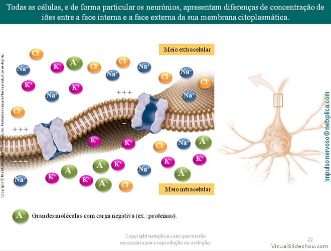 Diapositivo22