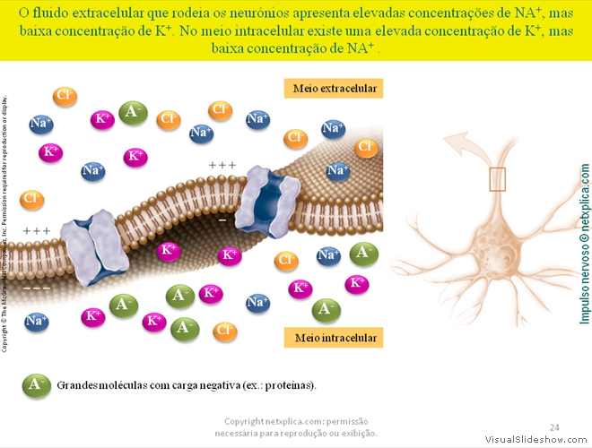 Diapositivo24