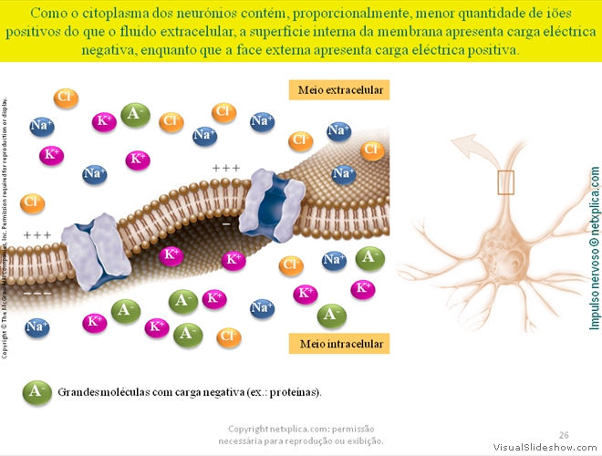 Diapositivo26