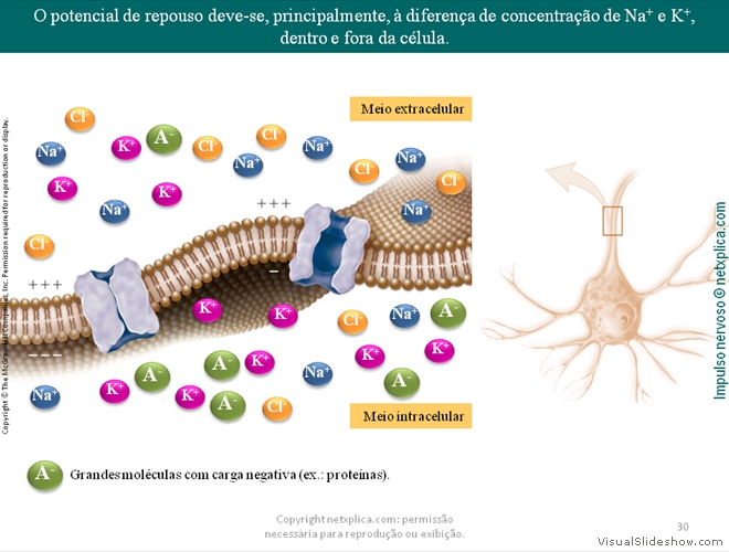 Diapositivo30