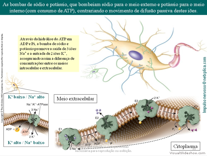 Diapositivo33