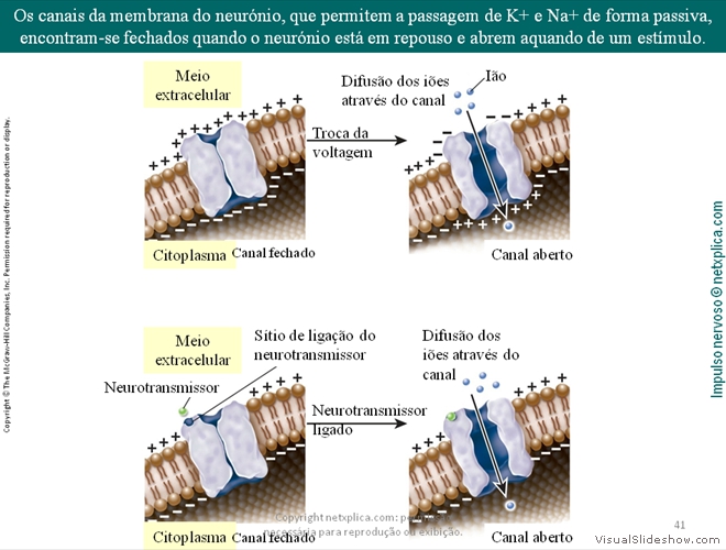 Diapositivo41