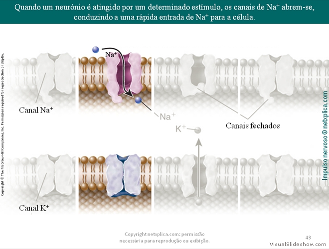 Diapositivo43