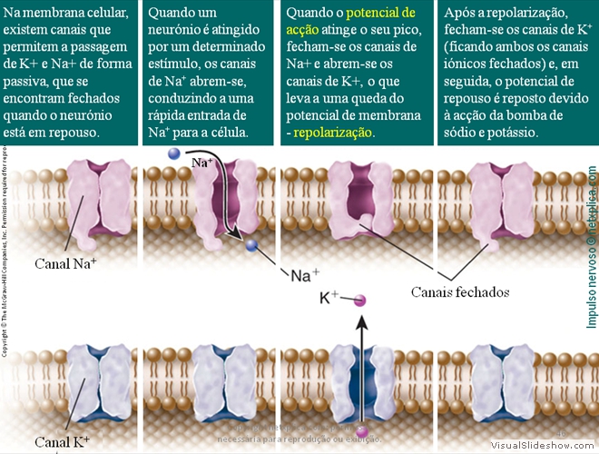 Diapositivo46