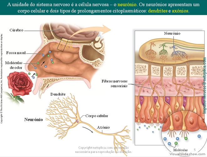 Diapositivo5