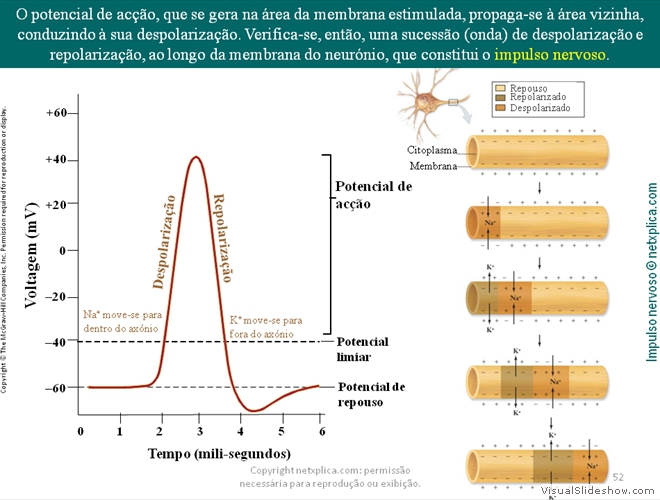 Diapositivo52