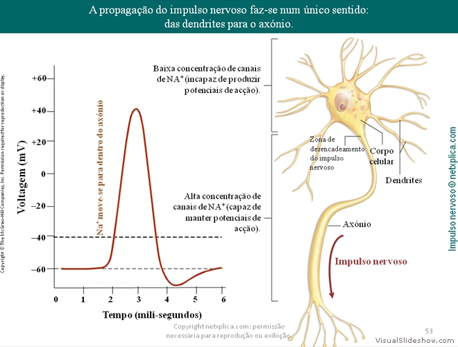 Diapositivo53