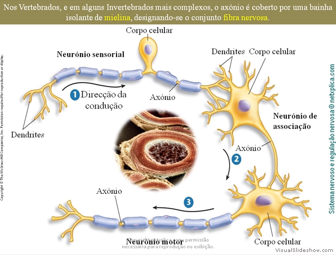 Diapositivo55