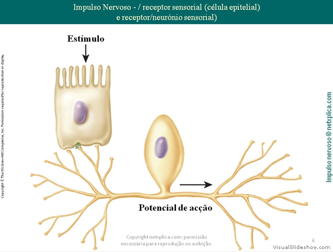 Diapositivo6