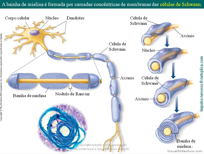 Diapositivo62