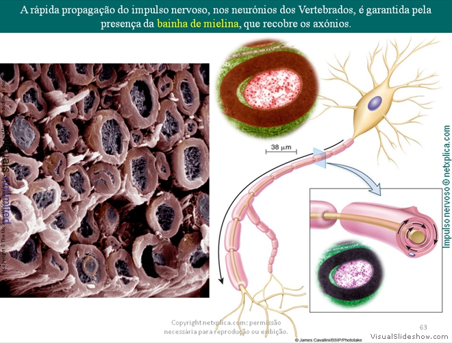 Diapositivo63