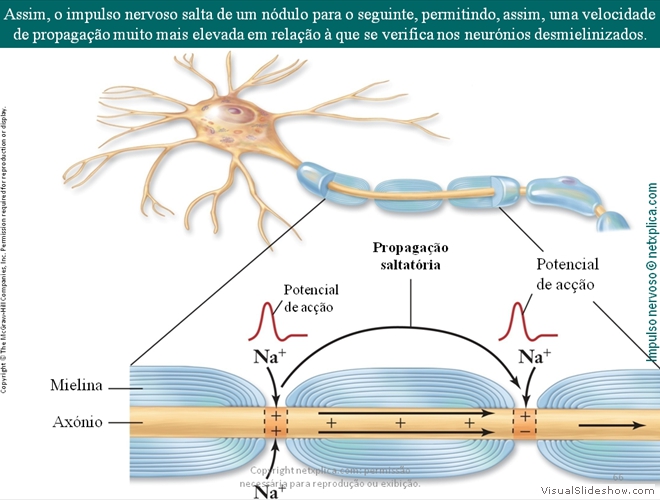 Diapositivo66