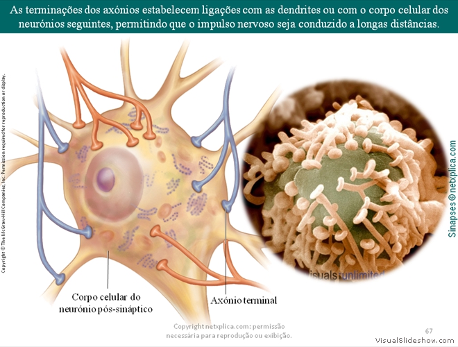 Diapositivo67