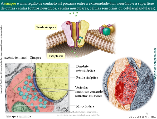 Diapositivo71