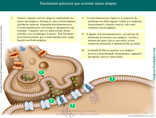 Diapositivo81