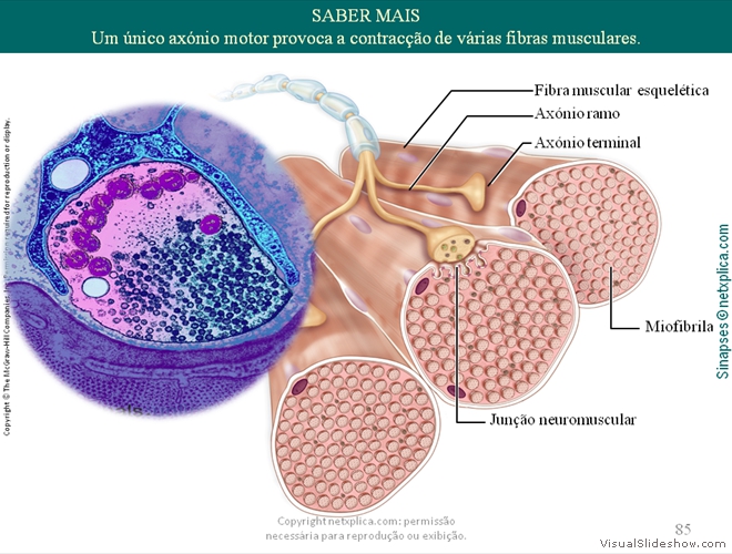 Diapositivo85