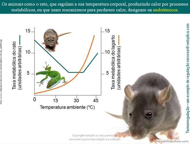 Diapositivo11