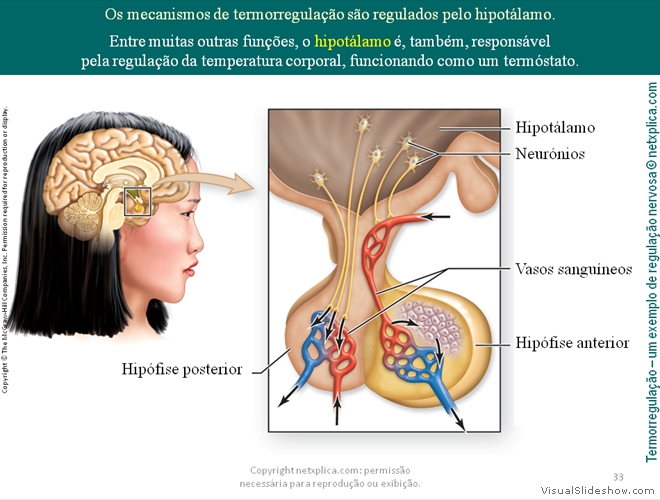 Diapositivo33