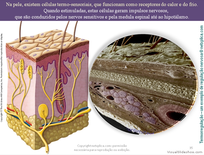 Diapositivo35