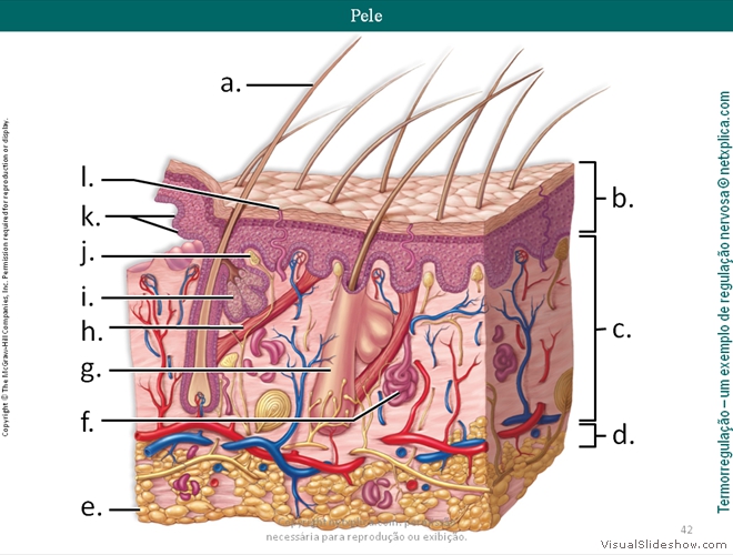 Diapositivo42