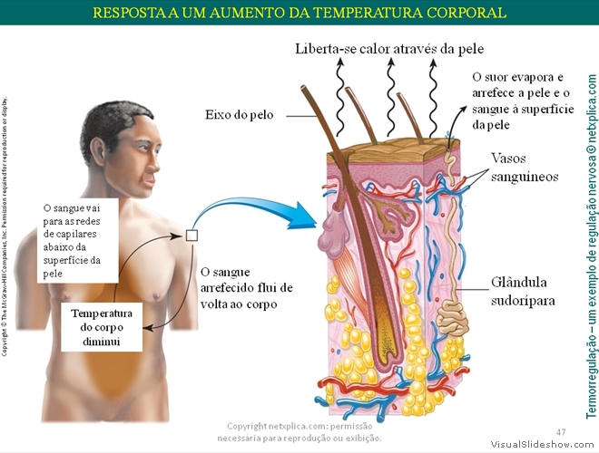 Diapositivo47