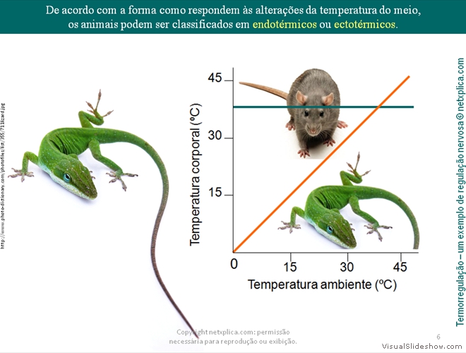 Diapositivo6