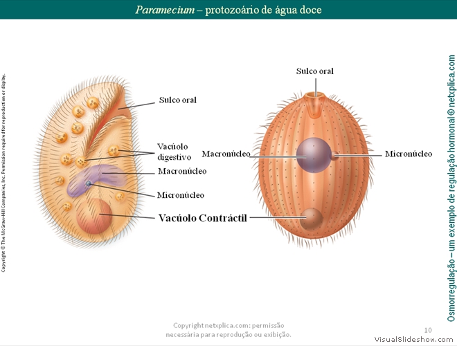 Diapositivo10