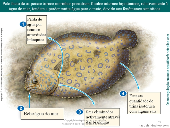 Diapositivo33