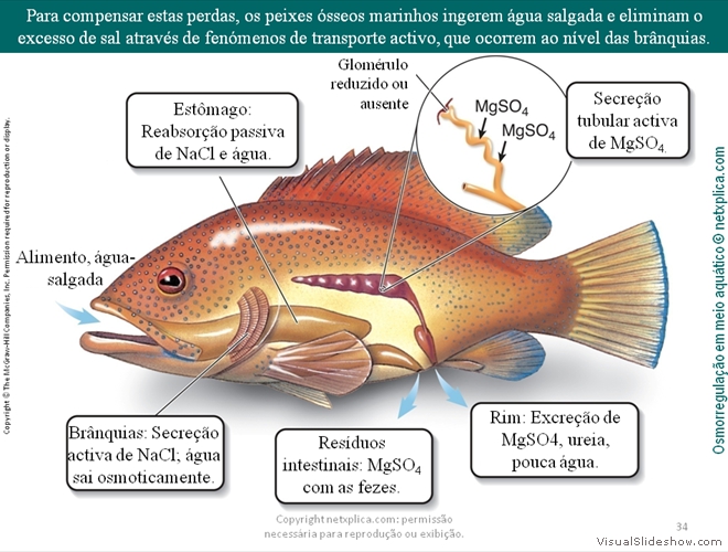 Diapositivo34