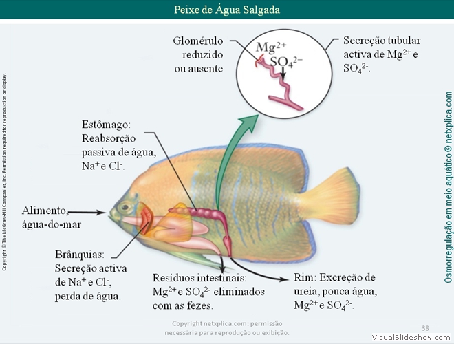 Diapositivo38