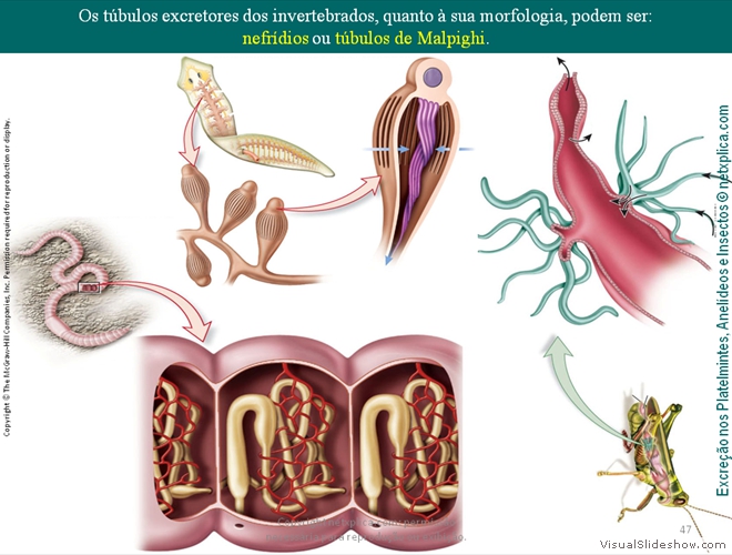 Diapositivo47