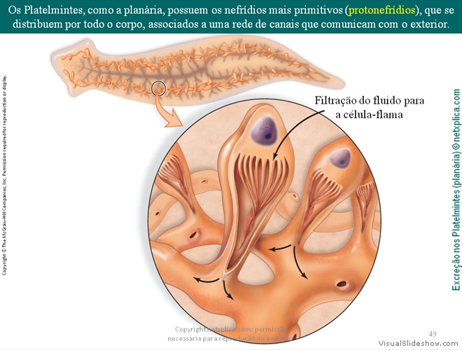 Diapositivo49