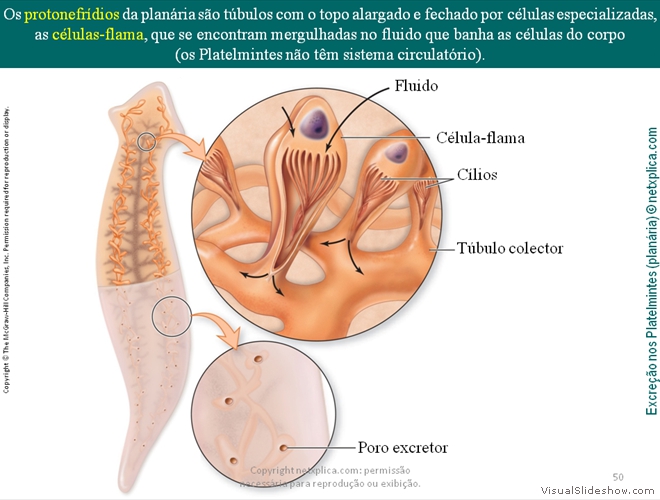 Diapositivo50